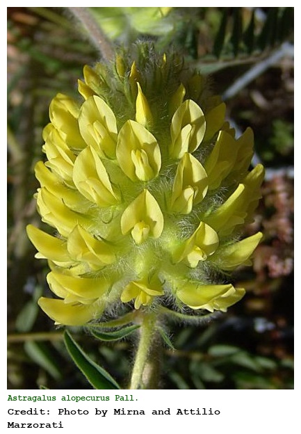 Astragalus alopecurus Pall.